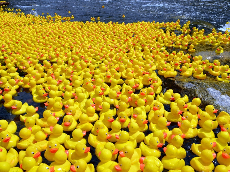the duck race
