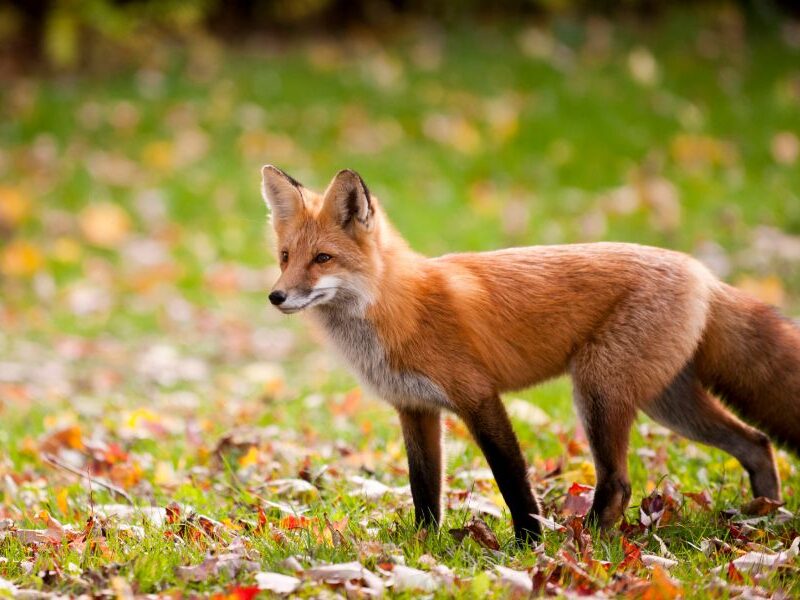WIldlife in Summit County CO