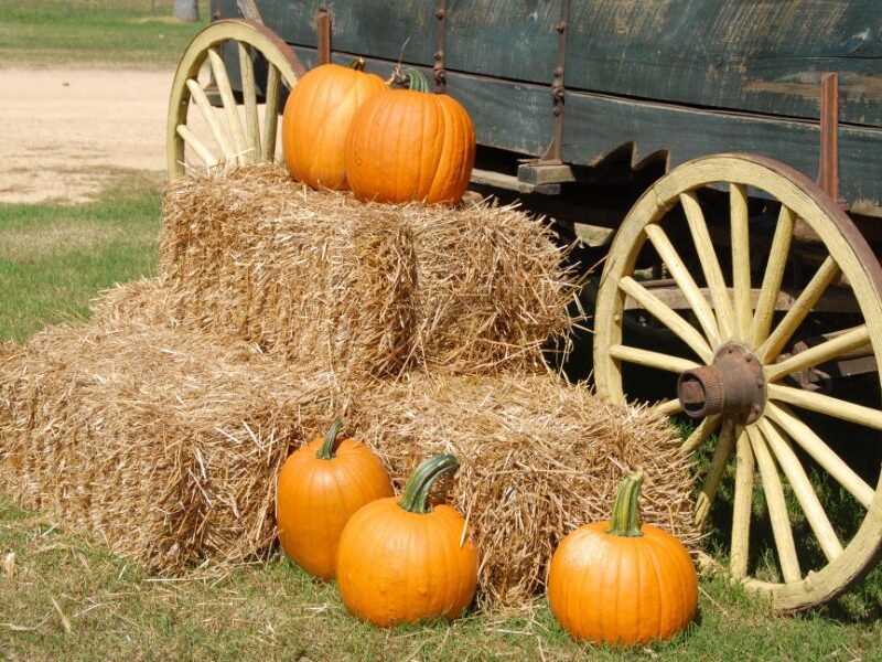 Fall Festival